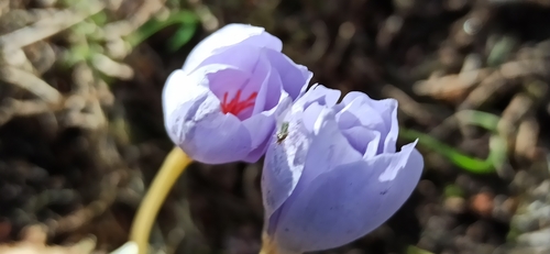 Image of Crocus kotschyanus by (c) Gonzalo Ganda Álvarez, some rights reserved (CC BY)