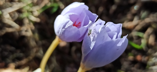 Image of Crocus kotschyanus by (c) Gonzalo Ganda Álvarez, some rights reserved (CC BY)