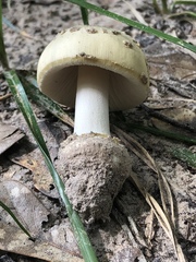 Amanita pubescens
