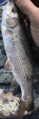 Siphateles bicolor