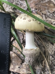 Amanita pubescens