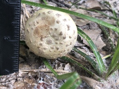 Amanita pubescens