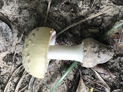 Amanita pubescens