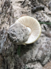 Amanita pubescens