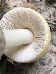 Amanita pubescens