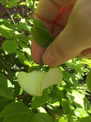 Exobasidium rhododendri