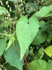 Fallopia cilinodis