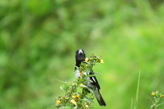 Sporophila luctuosa