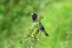 Sporophila luctuosa