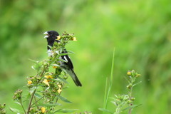 Sporophila luctuosa