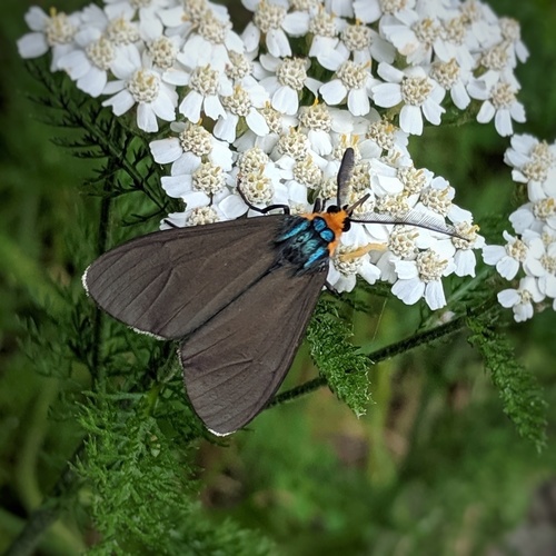 Virginia Ctenucha Moth, photo 5 of 10