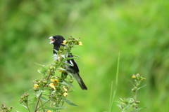 Sporophila luctuosa