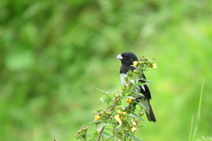 Sporophila luctuosa