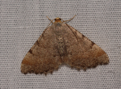 Macaria transitaria resinosae