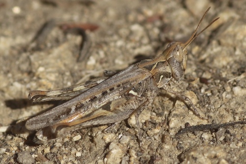 Texas Range Grasshopper photo 5