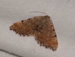 Macaria transitaria resinosae