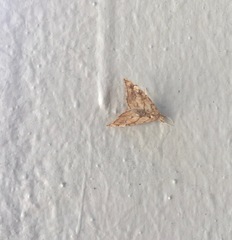 Scybalistodes periculosalis