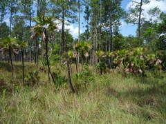 Acoelorraphe wrightii