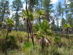 Acoelorraphe wrightii