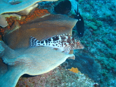 Mottled Hawkfish photo 1