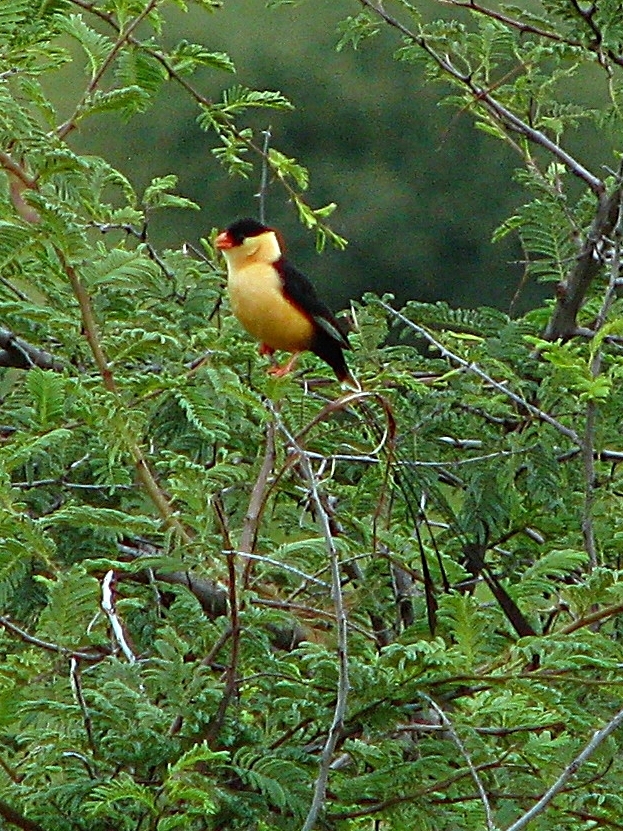 Shaft-tailed Whydah (Vidua regia)