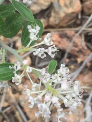 Ceanothus fendleri