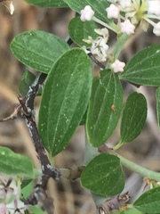 Ceanothus fendleri