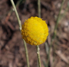 Pycnosorus globosus, photograph (c) Ruth Palsson, some rights reserved (CC BY-SA)