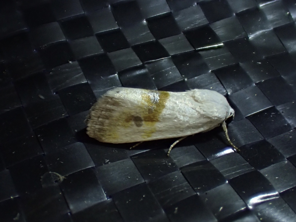 Ponometia virginalis