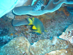 Plectroglyphidodon gascoynei