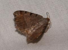 Macaria transitaria resinosae