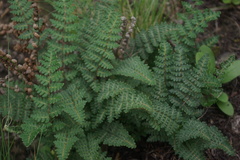 Paragymnopteris marantae