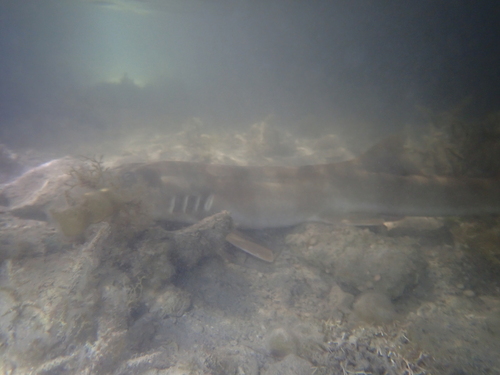 Brown-banded bamboo shark photographed at Exmouth WA 6707, Australia