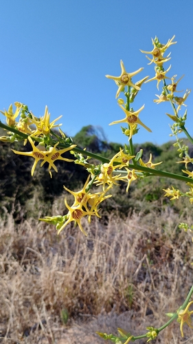 Image of Anthocercis ilicifolia by (c) O.Neate, some rights reserved (CC BY-SA)