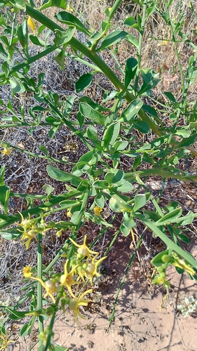 Image of Anthocercis ilicifolia by (c) O.Neate, some rights reserved (CC BY-SA)