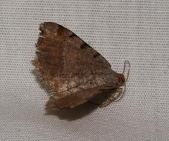 Macaria transitaria resinosae