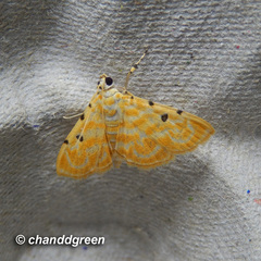 Notarcha aurolinealis