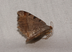 Macaria transitaria resinosae