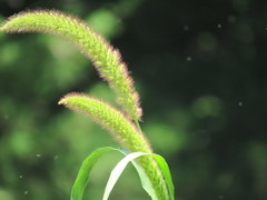 Setaria italica