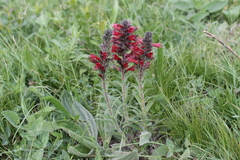 Pontechium maculatum