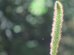 Setaria italica