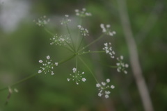 Pimpinella tripartita