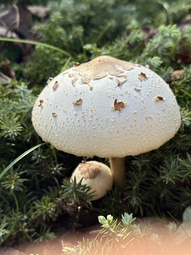 Chlorophyllum molybdites