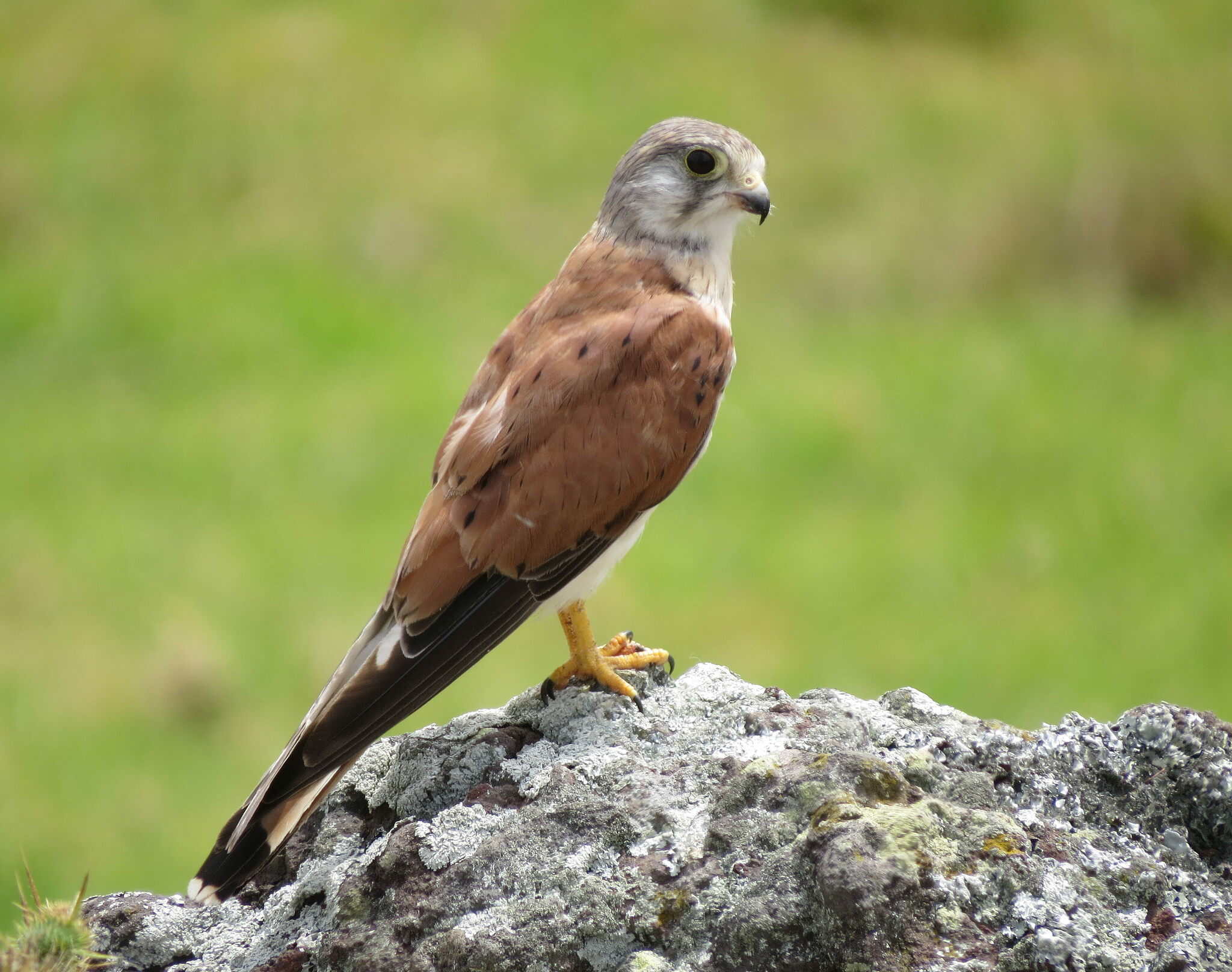 Nankeen Kestrel illustration