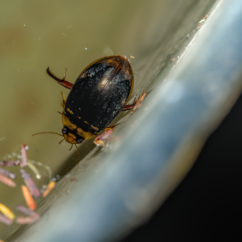 Hydaticus subfasciatus