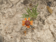 Gaillardia comosa