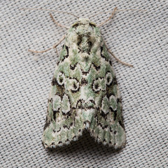 Bryolymnia viridata