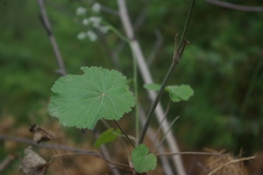 Pimpinella tripartita