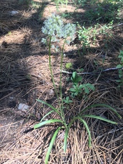 Toxicoscordion paniculatum