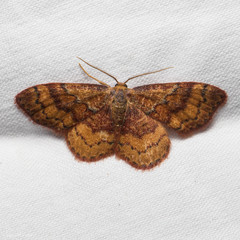 Leptostales rubromarginaria